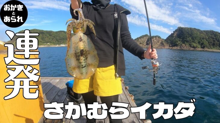 初めての筏釣り!! 和歌山中紀のイカダはイカの宝庫★