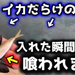 【泳がせ釣り】アオリイカが無数に潜む堤防にアジを落とすとこうなります…