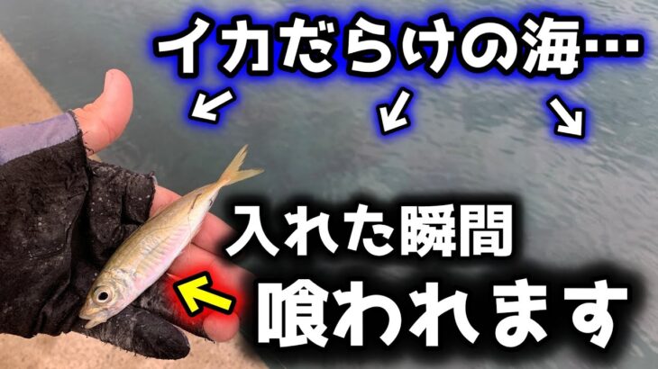 【泳がせ釣り】アオリイカが無数に潜む堤防にアジを落とすとこうなります…