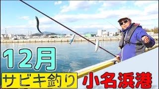 激熱！冬の釣り！12月にサビキ釣り絶好調！あの魚がついに釣れ始めたぞっ！