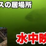 【バス釣り】冬ブラックバスはココに居る‼2021年水中映像【中川】