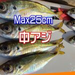 【糸島】秋のサビキ釣り。中アジ狙って堤防からmax25㎝【ウキサビキ】