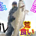 【ベイトシーバスで磯マル乱獲】秋の荒食いシーバス釣り デイゲーム ハタハタパターン seabass fishing スズキ TobyTube