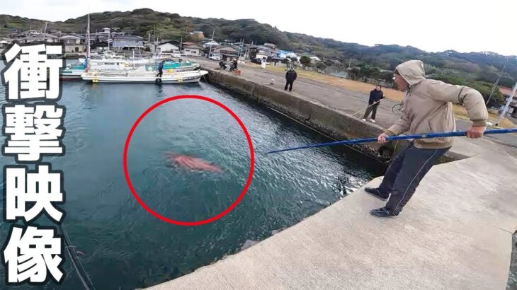 【衝撃】フェリー乗り場の横で信じられない大きさの…【離島生活】