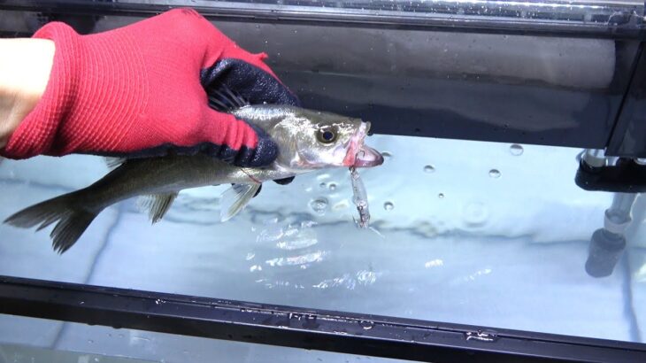 ルアーで釣った魚をそのまま水に入れて放置すると…