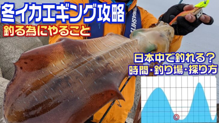 有料級！冬イカは日本中釣れる？初心者・全アングラー必見確実に釣る為のエギング講座　