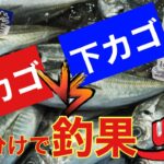 検証！サビキ釣りで本当に釣れるのは上カゴ、下カゴどっち！？