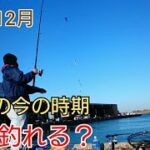 真冬の【銚子】でサビキ釣りをやったら色々釣れた！