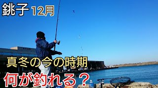 真冬の【銚子】でサビキ釣りをやったら色々釣れた！