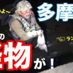 多摩川シーバス釣りのはずが、とんでもない怪物を獲る一部始終。