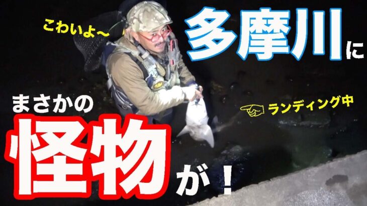 多摩川シーバス釣りのはずが、とんでもない怪物を獲る一部始終。