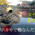 【メガバスハードルアーで矢作川ブラックバス】　野生の鴨さんが可愛過ぎ