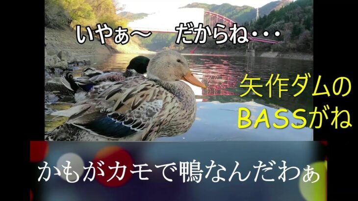 【メガバスハードルアーで矢作川ブラックバス】　野生の鴨さんが可愛過ぎ