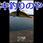 サビキ釣りのやり方　#Shorts