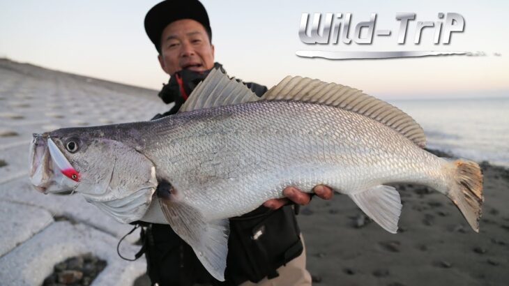 鹿児島・宮崎のサーフでオオニベ＆ヒラメを狙う！｜Wild-TriP/鉄人・松岡豪之(1156)