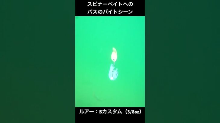 スピナーベイトへのブラックバスのバイトシーン【バス釣り】