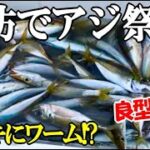 堤防でサビキ釣りしたらアジ祭りだった！サビキ針にワームが付いた仕掛けを投入すると良型のアジが連発！←爽やかに食べます