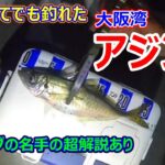 【アジング】大阪湾のアジングを名手に教えてもらいました。一夜干しのレシピ