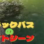 ブラックバスがジャックハンマー(チャターベイト)を襲う！！【 バス釣り 】