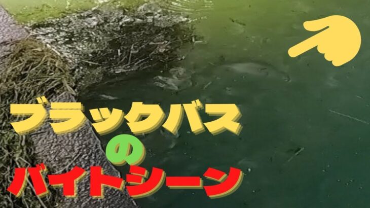 ブラックバスがジャックハンマー(チャターベイト)を襲う！！【 バス釣り 】