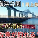 【若洲海浜公園】初めての所でサビキ釣りとエサ釣りをやったら何が釣れる？トイレは？