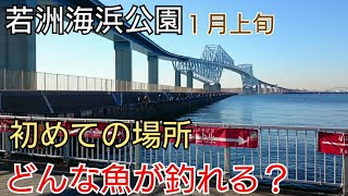 【若洲海浜公園】初めての所でサビキ釣りとエサ釣りをやったら何が釣れる？トイレは？