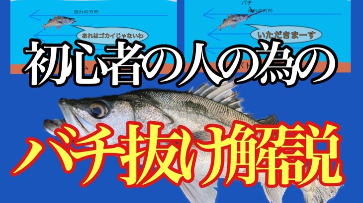 シーバス初心者の人の為のバチ抜けシーバスの釣り方