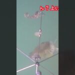 【水中映像】ルアーを食べる直前のブラックバスの気持ち【バス釣り】