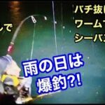 雨の日でも爆釣⁈ バチ抜け！ワームでシーバス釣り【2022年2月中旬】那珂川河口