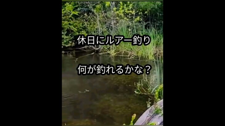 （ACCIDENT）ルアー釣りで大物を狙おう！ブラックバス？カムルチー？ブルーギル？何が釣れるかな？　#shorts #釣り #ルアー　#大物釣り