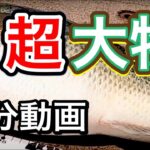 【バス釣り】超大物捕獲！そのブラックバスの体型に惚れてまうやろー in 琵琶湖 2021年6月