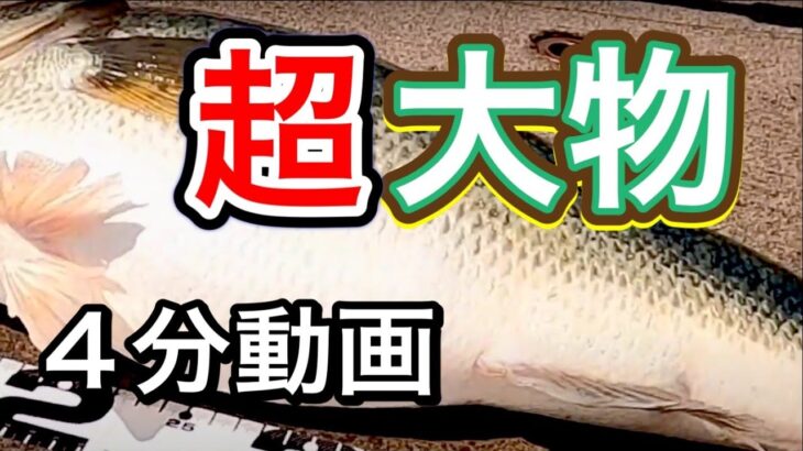 【バス釣り】超大物捕獲！そのブラックバスの体型に惚れてまうやろー in 琵琶湖 2021年6月