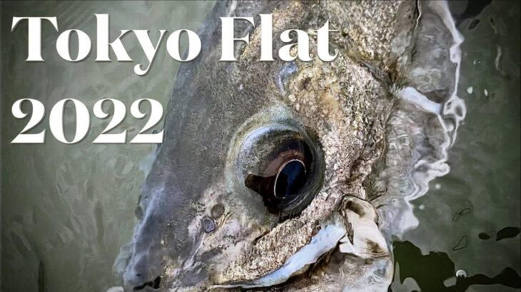 海 フライフィッシング タックル（東京フラットでシーバス釣り）#saltwaterflyfishing  4k