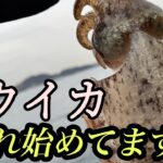 【コウイカ釣り】冬にオススメ！！ズル引きだけの簡単イカ釣り#福岡釣り