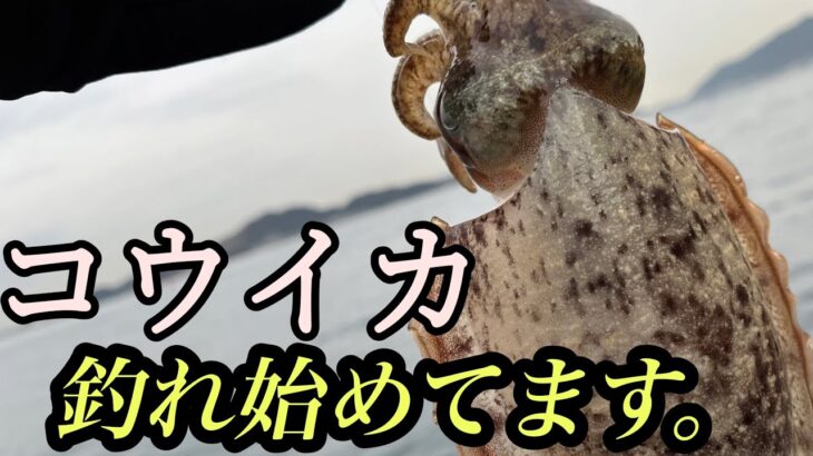 【コウイカ釣り】冬にオススメ！！ズル引きだけの簡単イカ釣り#福岡釣り