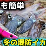 【エギング】堤防から初心者でも簡単にイカが釣れる季節がやってきました。【ヤリイカ】