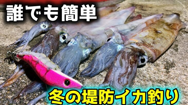 【エギング】堤防から初心者でも簡単にイカが釣れる季節がやってきました。【ヤリイカ】