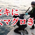 おばちゃんが堤防でサビキ釣りをしていたら10㌔超えのマグロが掛かって大騒動！！！