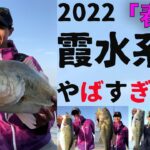 （釣れすぎ注意）2022春の霞ヶ浦バスが絶好調すぎる！（バス釣り）