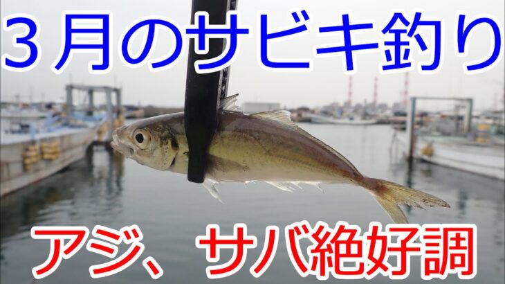 2022年3月　サビキ釣り、ウキ釣りでアジとサバが絶好調　茨城県