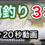 【バス釣り】流行るのか？ブラックバスのライブベイトフィッシング！in 琵琶湖