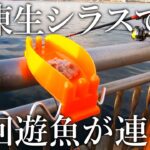 【サビキ釣り＋生シラス】で回遊魚が連発！最強と謳われる特餌シロメを紹介します