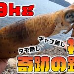 【エギング】春のアオリイカ1.9キロ！タモ無し…ギャフ無し…奇跡の釣果！【神回】