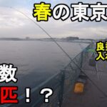 【神奈川県某所】春のサビキ釣りで釣果100匹越え！？4月中旬、神奈川県の三浦半島の東京湾側に面している釣り場で雨の中釣りしてみたら、開始早々ありえない数の回遊魚が入れ食いに…！【2022.04.17】