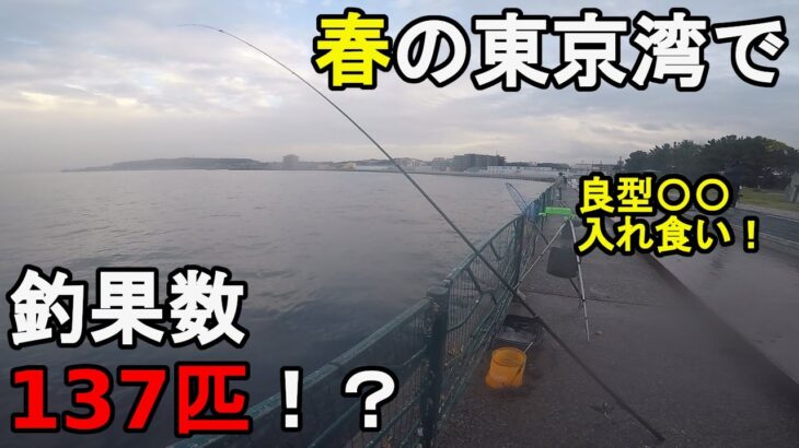 【神奈川県某所】春のサビキ釣りで釣果100匹越え！？4月中旬、神奈川県の三浦半島の東京湾側に面している釣り場で雨の中釣りしてみたら、開始早々ありえない数の回遊魚が入れ食いに…！【2022.04.17】