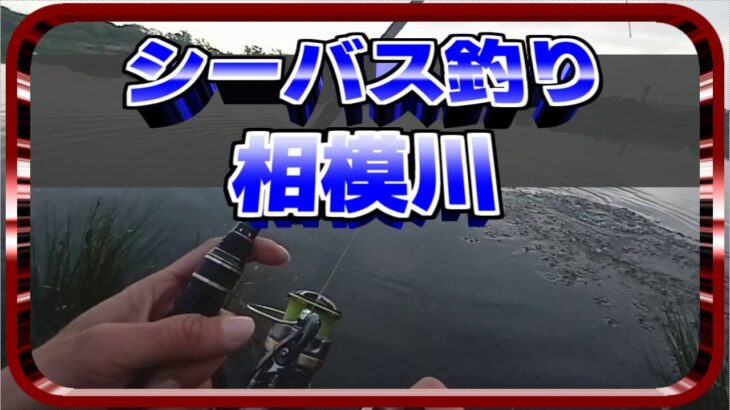 相模川でシーバス釣り【2022年4月】