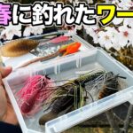 【バス釣り】4月春おすすめワーム!!ルアーの使い方や動かし方を解説してみた【プリスポーン】【スポーニング】【ラバージグ】【ミドスト・ホバスト】【ブルフラット】