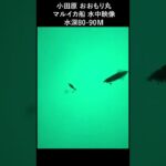 イカ釣り ‘Squid fishing underwater image 0２‘ #shorts