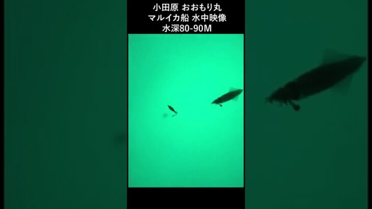 イカ釣り ‘Squid fishing underwater image 0２‘ #shorts