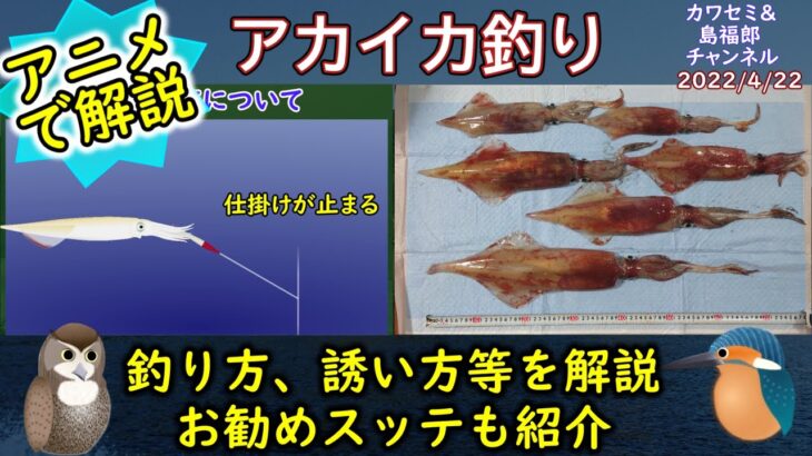 《アニメで解説：【アカイカ釣り】の釣果UPのコツ》【しゃくり方】、アタリの出かた、投入方法等の釣り方をアニメで詳しく解説。【アカイカ】のおすすめのスッテも紹介。【船】、【沖釣り】に関する動画です。